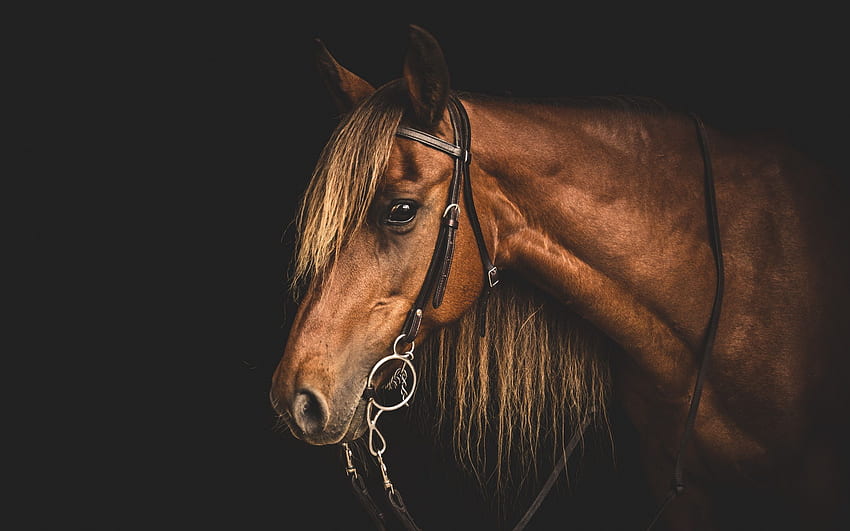 Horse, Horse Face HD wallpaper