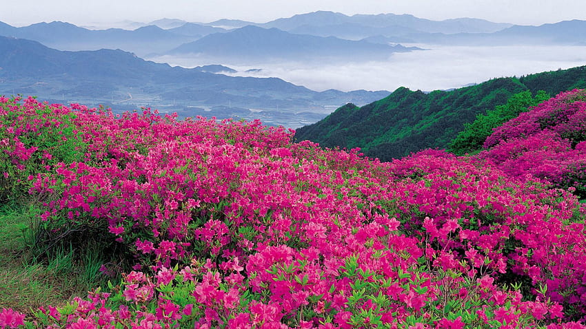 Nature, Flowers, Mountains, Dahl, Distance HD wallpaper