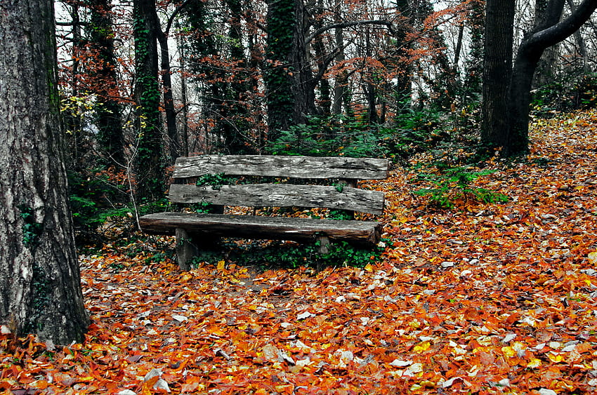 Natura, alberi, autunno, parco, panchina Sfondo HD