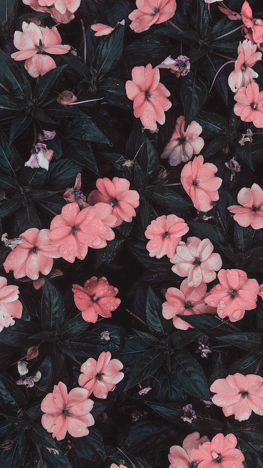 For iPhone, Walpaper iPhone, Lock Screen - Flowers, Cute Tropical Flowers Tumblr HD phone wallpaper