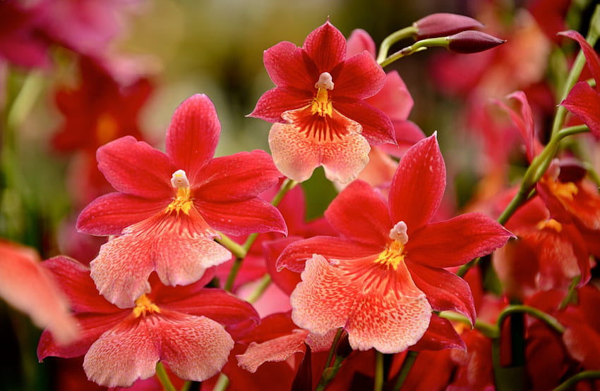 piękne czerwone kwiaty, ogród, łąka, piękny, zapach, bratki, lato, ładny, czerwony, natura, kwiaty, zapach, śliczny Tapeta HD