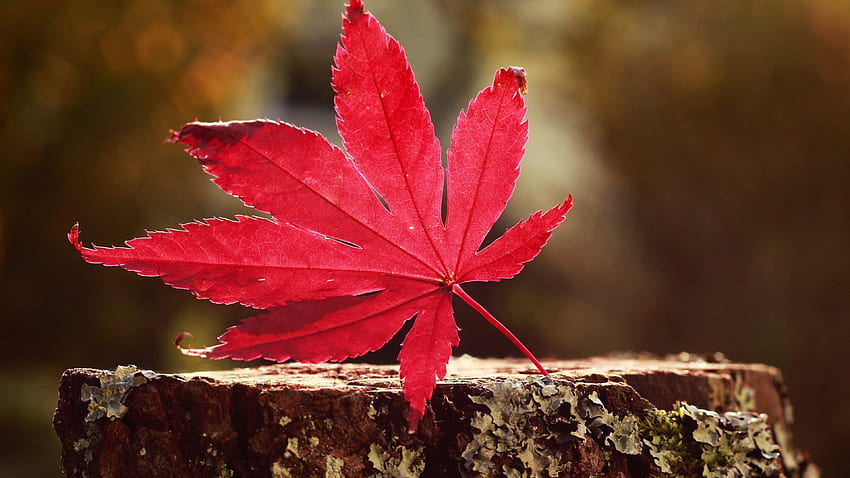 Есенен лист, червен, есен, лист, фрунза, тоамна HD тапет
