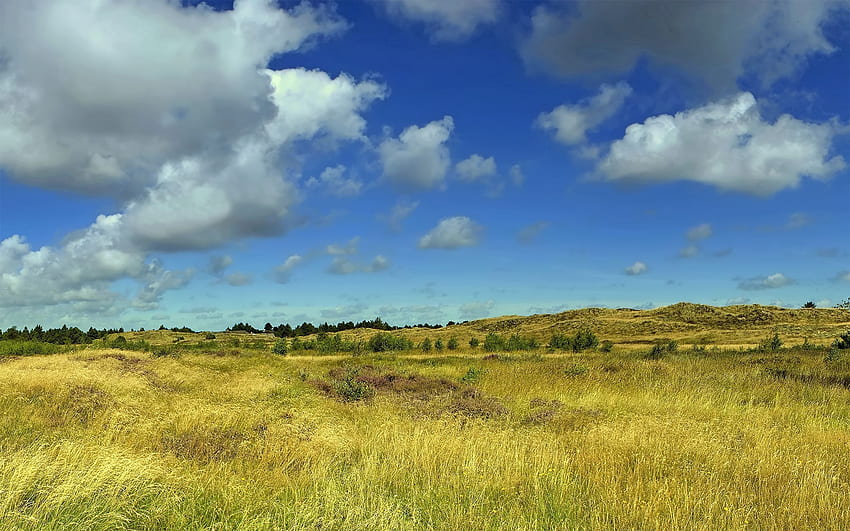 Nature, Grass, Sky, Clouds, Summer, Field HD wallpaper
