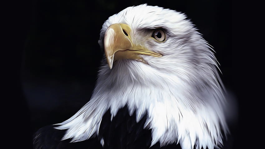 Regal Eagle, aquila, uccello, USA, patriottico, rapace, tema Firefox, totem, emblema nazionale, America, aquila calva Sfondo HD