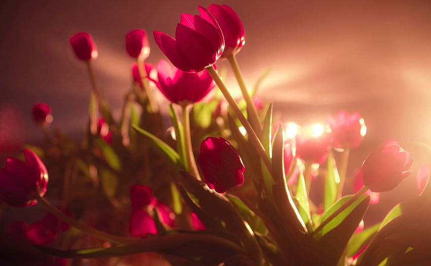 Tulipanes, ternura, delicado, ligero, suave, flores. fondo de pantalla