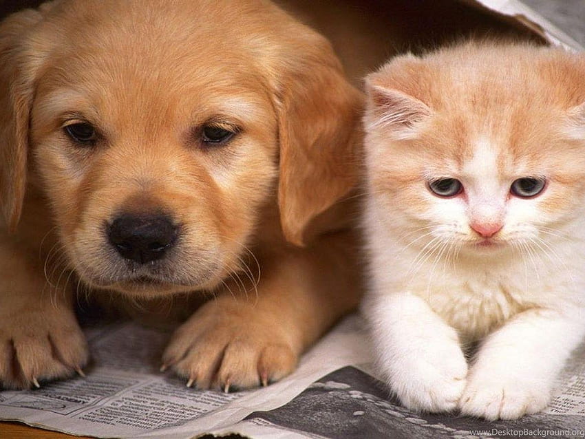 Cats And Dogs Cute Dog And Cat - Cat And Dog - -, Puppies and ...
