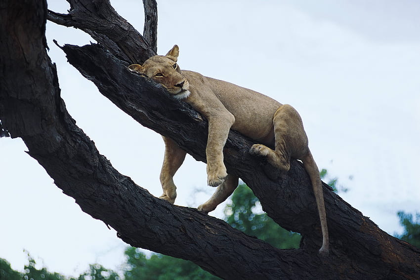 สัตว์ ไม้ ต้นไม้ สิงโต นักล่า พักผ่อน พักผ่อน วอลล์เปเปอร์ HD