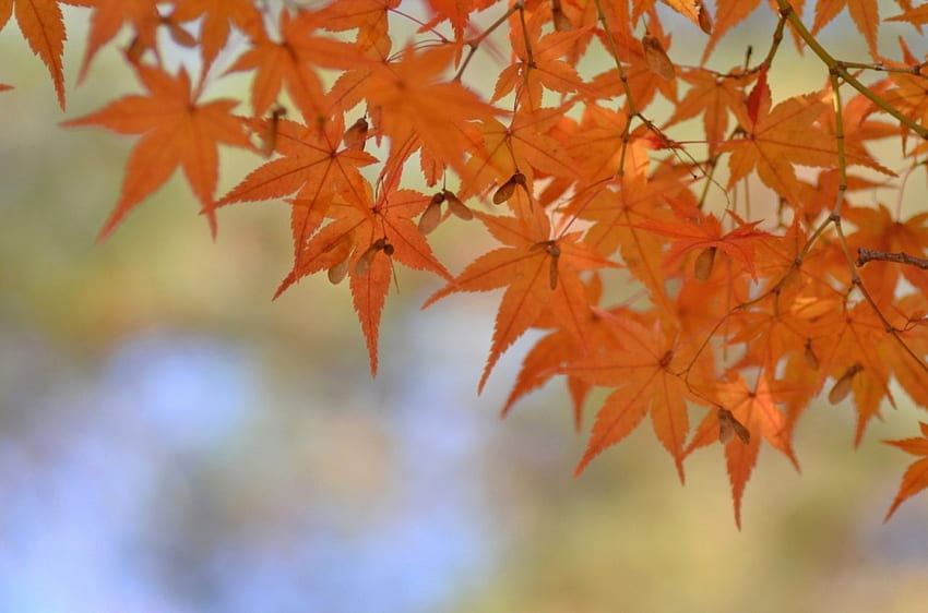 Daun Maple Musim Gugur, Oranye, Alam, Warna, Cabang, Maple Wallpaper HD