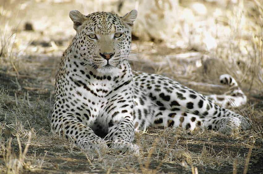 Animali, Leopardo, Ombra, Predatore, Rilassamento, Riposo, Africa, Tenek Sfondo HD