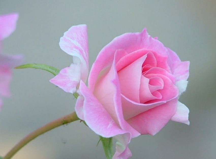 ~Softness Rose of Love~, geliebte Valentinsgrüße, Grafik, einzelne Rose, Rose, süß, Makronatur, am meisten Ed, Attraktionen in Träumen, schön, rosa, hübsch, Liebe, Weichheit, Schönheit, Natur, Blumen, zarte Berührung, lieblich HD-Hintergrundbild