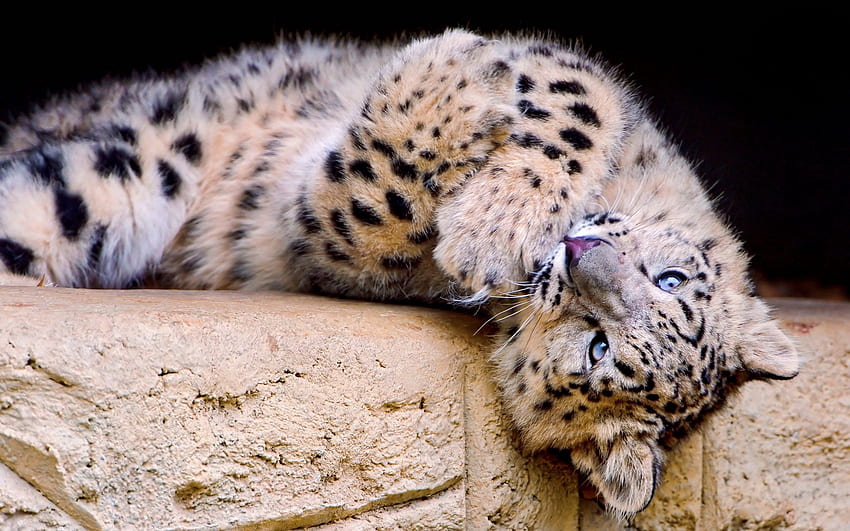 Animais, Snow Leopard, Spotty, Spotted, Big Cat, Brincalhão papel de parede HD