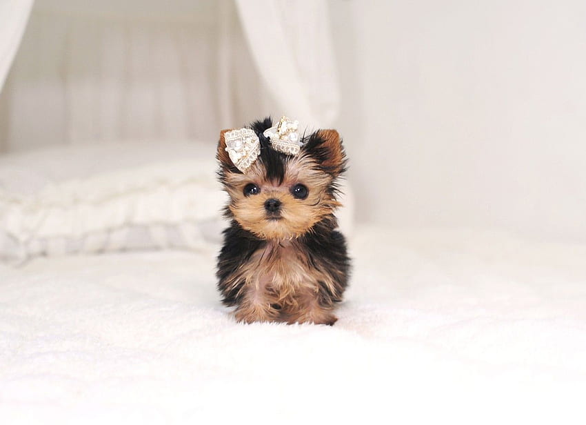 If you want to see more beautiful background, click on the link - OGQ Background . Cute puppies, Cute dogs, Cute baby dogs, Teacup Yorkie HD wallpaper