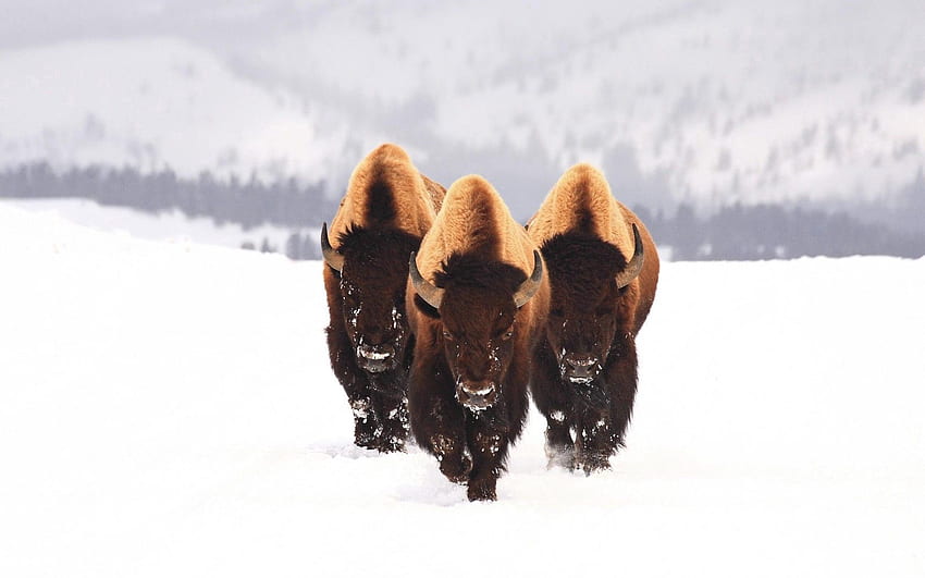 Animals, Winter, Snow, Three, Bison, Aurochs HD wallpaper