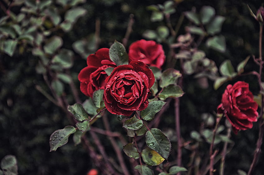 Blumen, Tropfen, Busch, Rosenblüte, Rose, Knospe, Unschärfe, glatt HD-Hintergrundbild