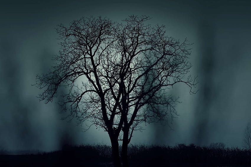 black, cold, dark, halloween, mysterious, nature, silhouette, spooky, tree, winter HD wallpaper