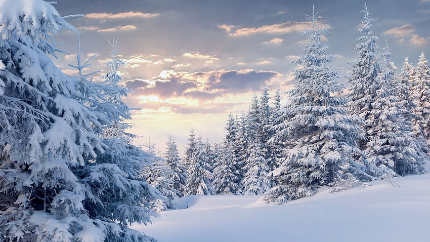 Schneewald, verschneiter Wald HD-Hintergrundbild