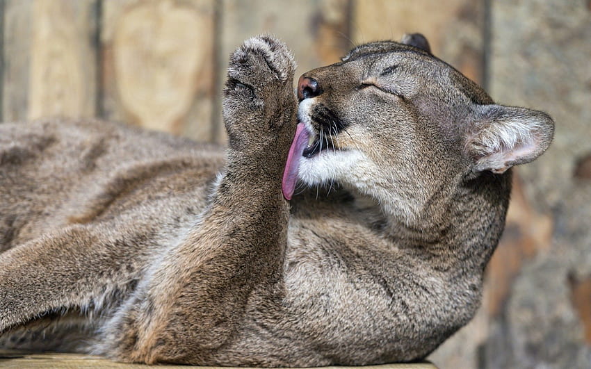 Animals, Puma, To Lie Down, Lie, Licking, Lick Your Lips HD wallpaper