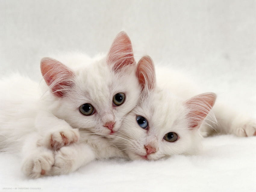 dwa białe perskie kocięta krzyżowe, jeden o dziwnych oczach. panoramiczny kot perski, dwa koty Tapeta HD