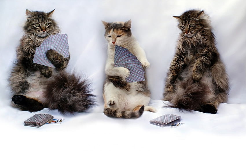 Three Cats, cats, fun, three, plays HD wallpaper