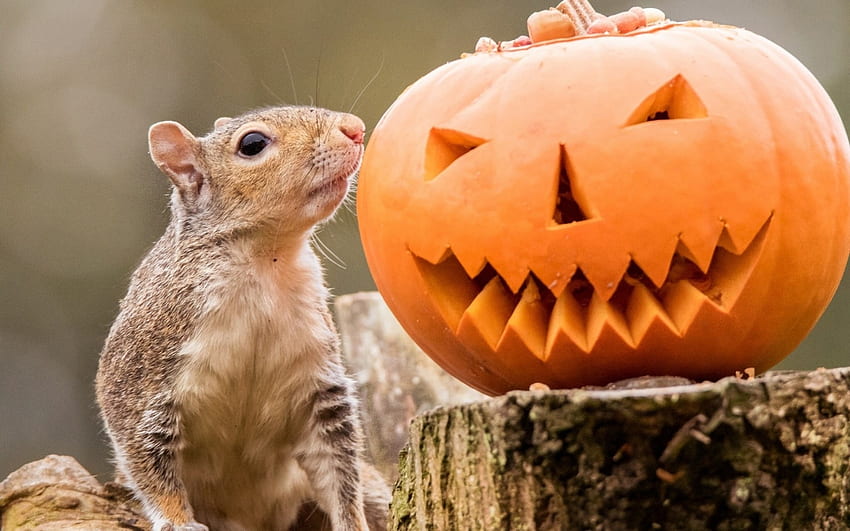 Neugierig, Tier, Halloween, Kürbis, niedlich, orange, veverita, Eichhörnchen HD-Hintergrundbild