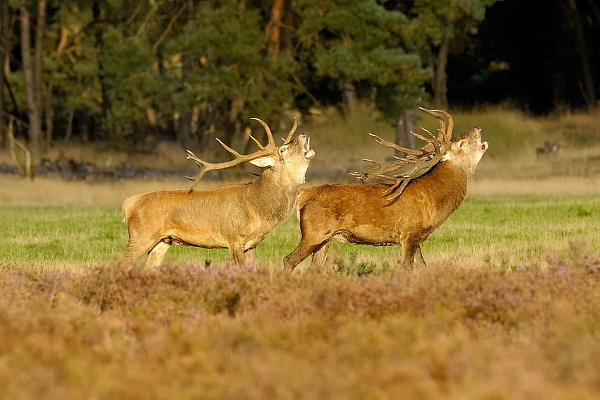 Red Deers, trees, antlers, grass HD wallpaper