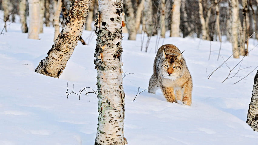สัตว์ ฤดูหนาว หิมะ ต้นเบิร์ช ไอริส ป่าละเมาะ วอลล์เปเปอร์ HD