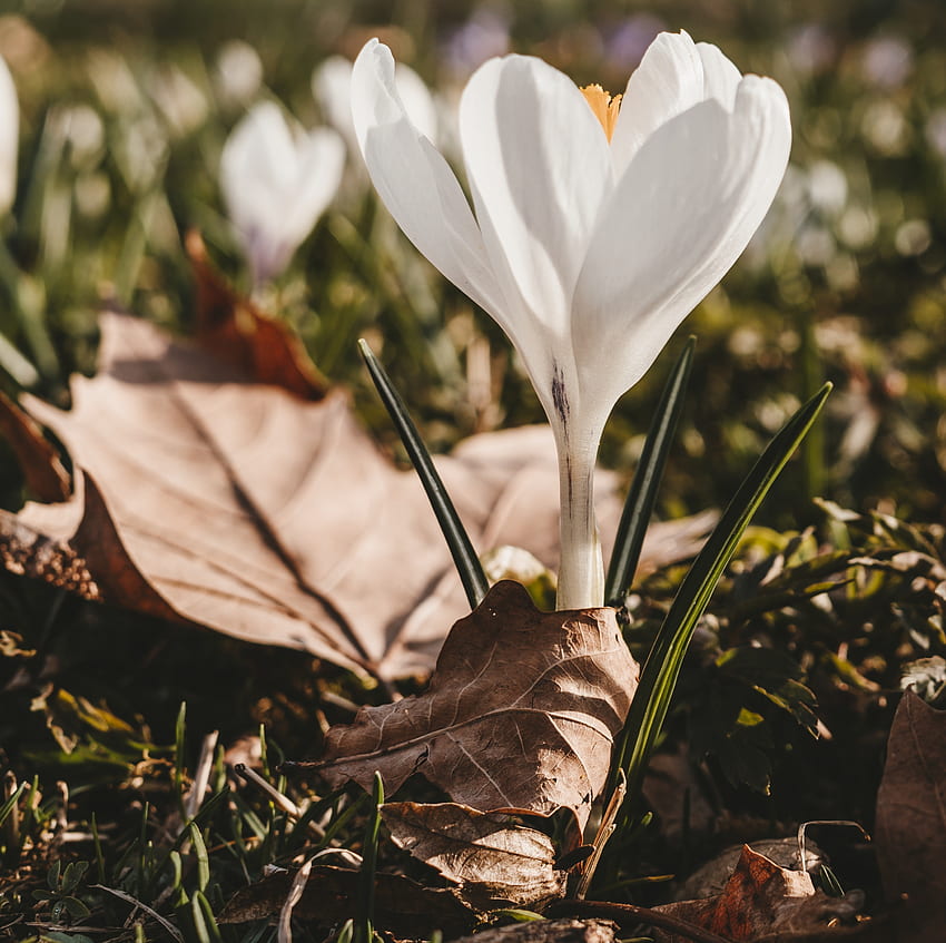 Blätter, Blume, Makro, Frühling, Krokus HD-Hintergrundbild