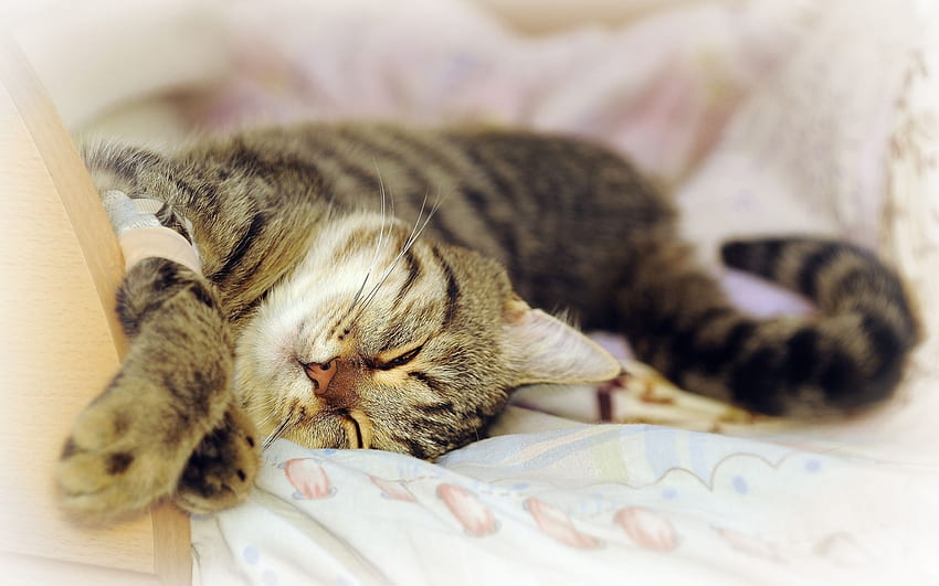 Tiere, Katze, hinlegen, liegen, verspielt, träumen, schlafen HD-Hintergrundbild