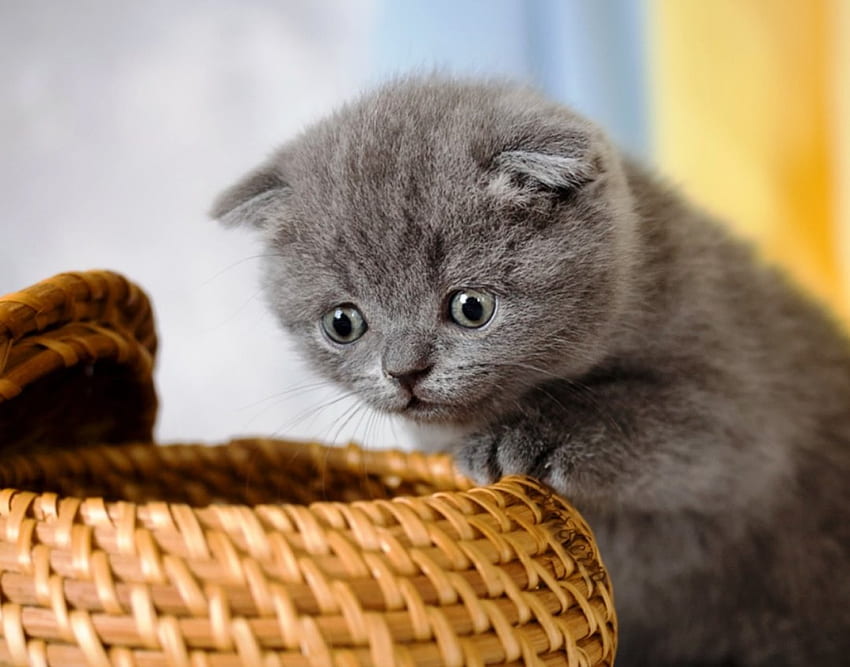 What could be in a basket ?, curiosity, animal, cute, cat, small, kittens, basket, carefully, look, discover HD wallpaper