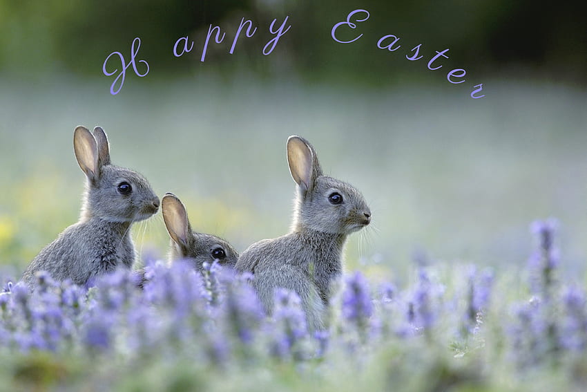 Happy Easter, flowers, easter, greetings, rabbits HD wallpaper