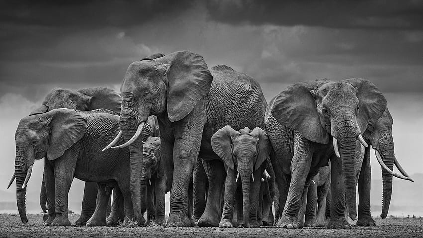 Animal Elefante - Vida Selvagem Preto papel de parede HD