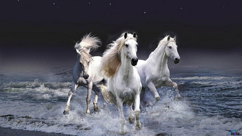 波を歩く白い馬、馬、白、波、歩く 高画質の壁紙