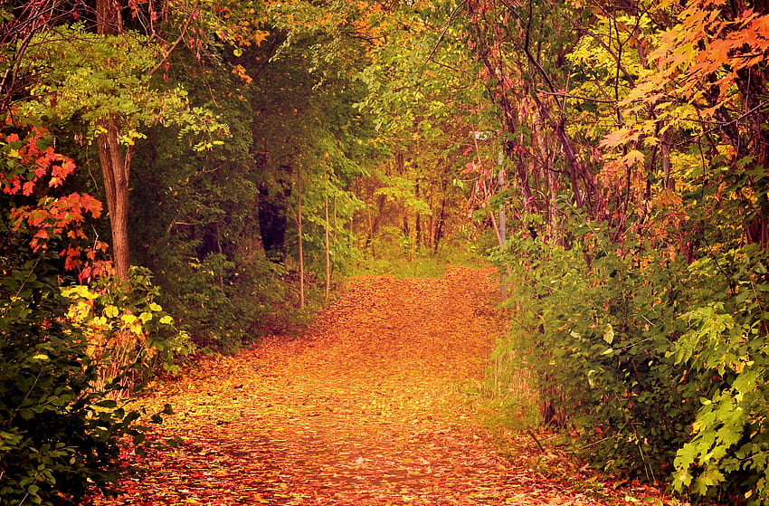 Natur, Bäume, Herbst, Wald, Laub HD-Hintergrundbild
