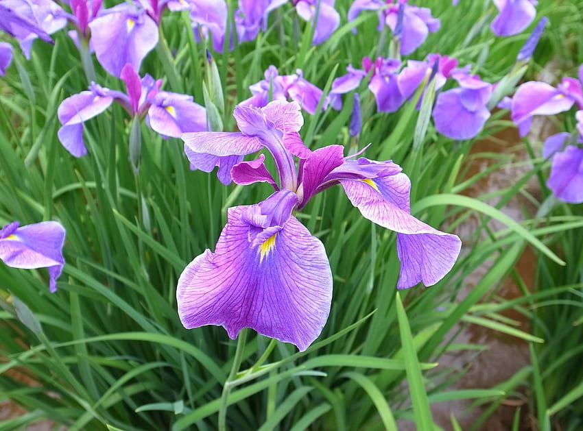 Bunga, Hijau, Petak Bunga, Petak Bunga, Musim Semi, Iris Wallpaper HD