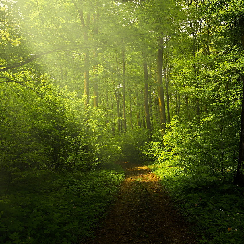 Green Forest , Woods, Trails, Pathway, Sun rays, Glade, Scenery, Nature ...