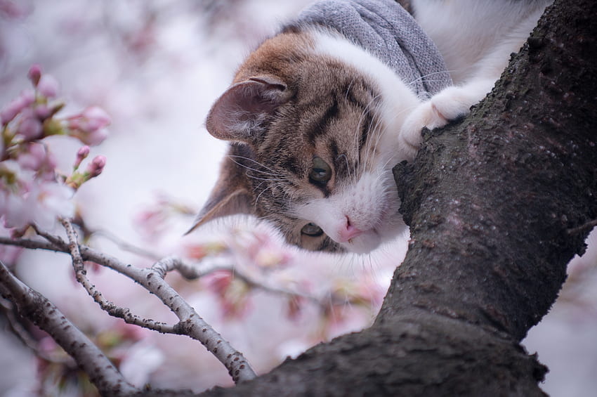 สัตว์ ไม้ แมว ต้นไม้ ฤดูใบไม้ผลิ วอลล์เปเปอร์ HD