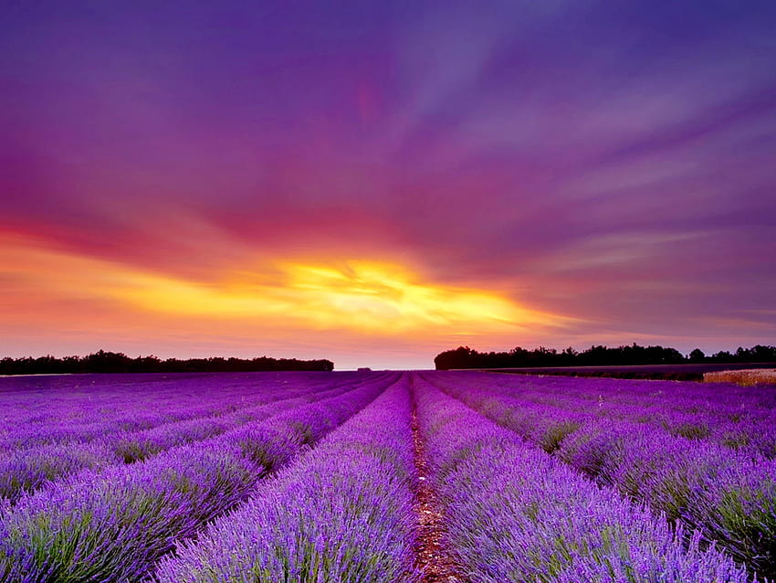 Benefits and Uses of Lavender Essential Oil for Skin Care, Body Care