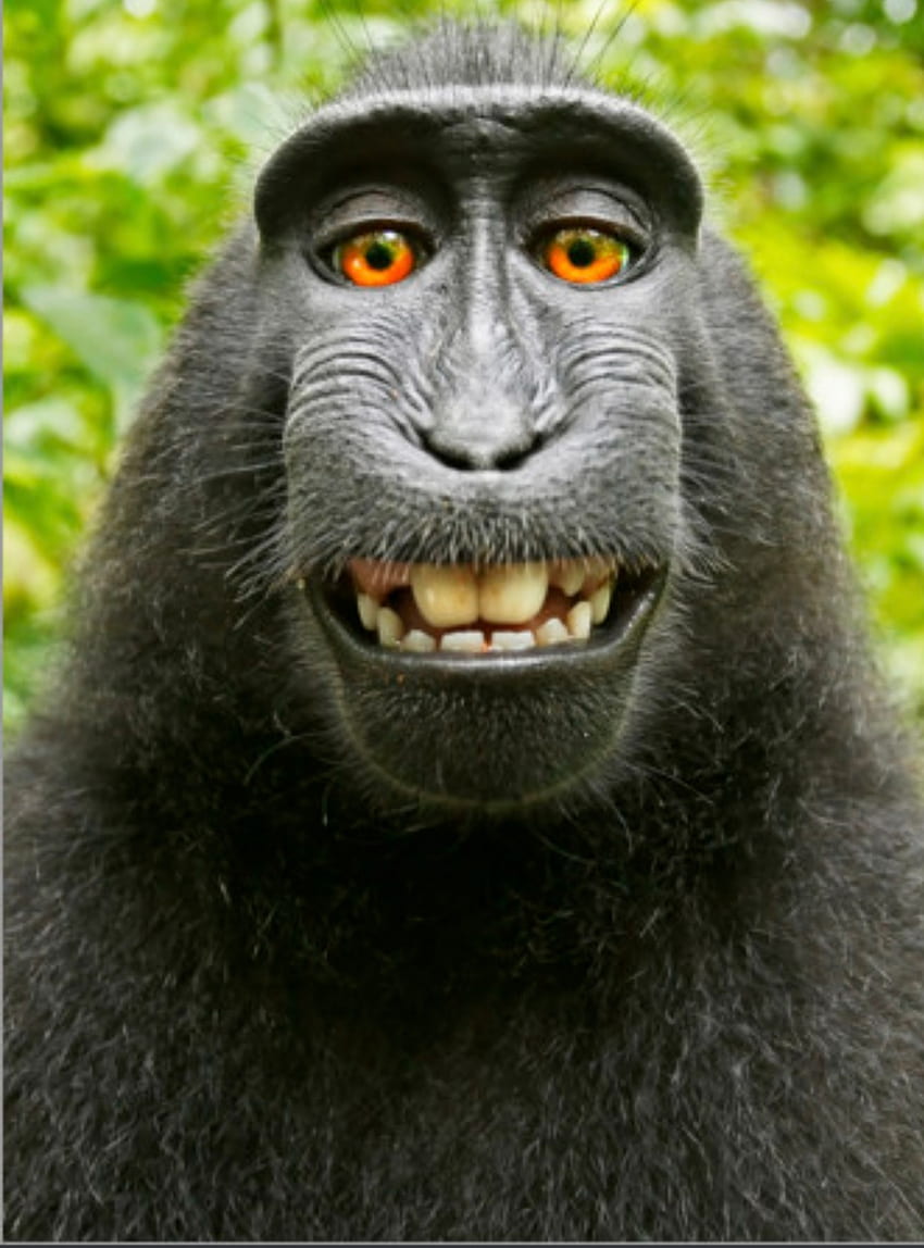 Monkey, jaw, primate HD phone wallpaper