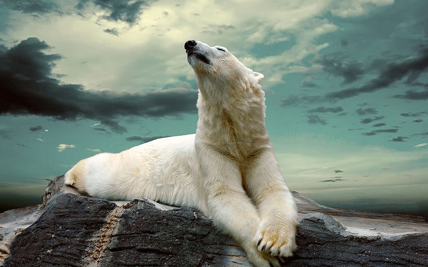 สัตว์, โกหก, นอนลง, อ้วน, หนา, หมีขั้วโลก วอลล์เปเปอร์ HD