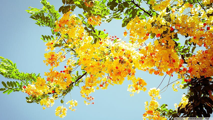 จดหมายเปิดผนึกถึงคุณยายผู้ล่วงลับของฉัน ดอกไม้สีเหลือง ความงามสีเหลือง พื้นหลังฤดูร้อน วอลล์เปเปอร์ HD