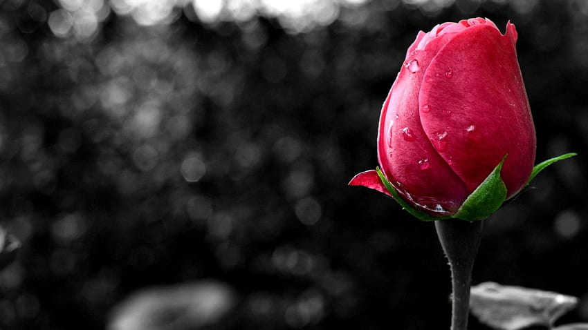 Dark Pink Rosebud F1C, graphy, byd, floral, romance, beauty, rose, wide screen, flower, love Wallpaper HD