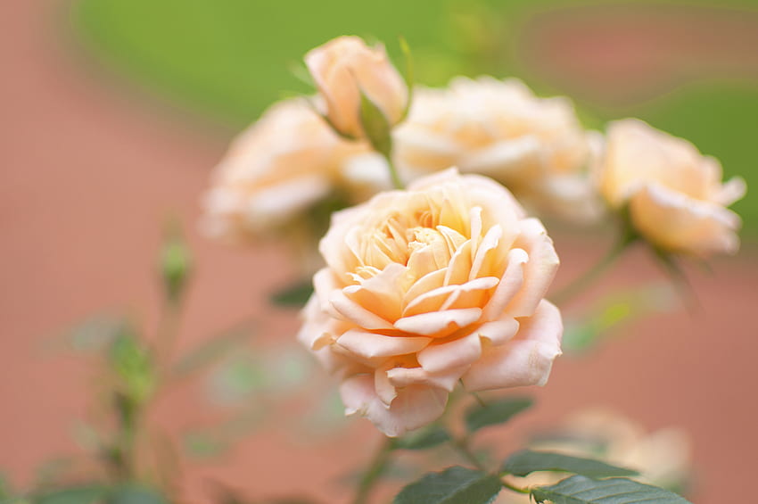 Blumen, Blume, Makro, Rosenblüte, Rose, Knospe, Unschärfe, glatt HD-Hintergrundbild