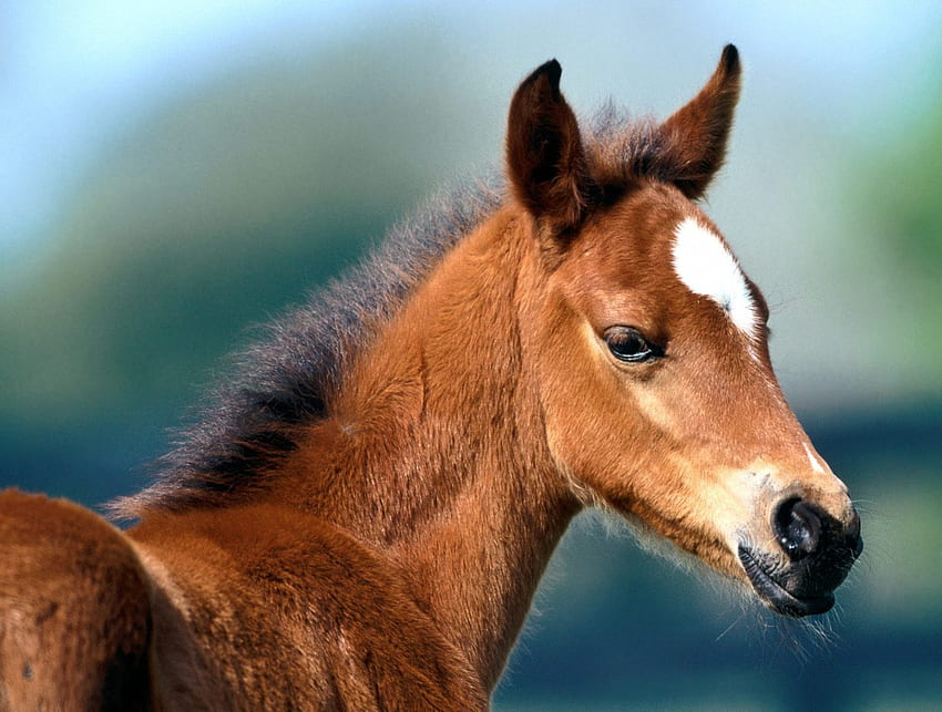 Cute horse, animal, run, horse HD wallpaper