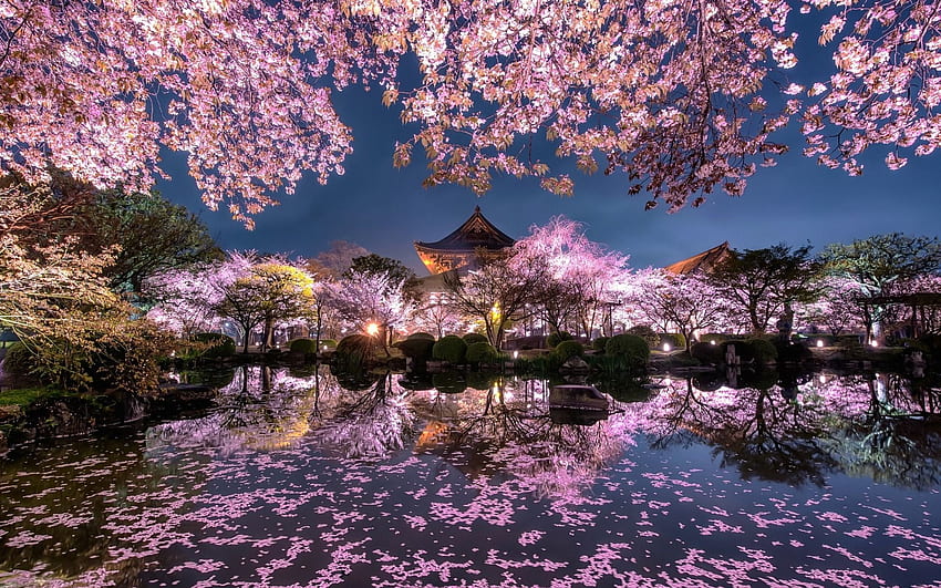 черешов цвят, вечер, японски храм, пролет, японска градина Черешов цвят HD тапет