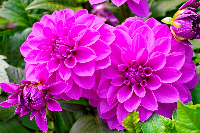 Blühende Dahlien, Sommer, Rosa, Blume, Blüte, Garten, schön, Dahlie HD-Hintergrundbild