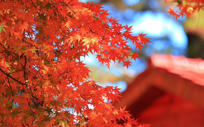 Autumn Red Maple Hd Wallpaper Pxfuel