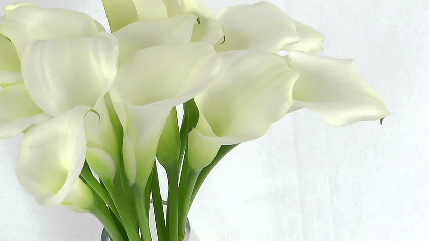 Calla-Lilie und Hintergrund HD-Hintergrundbild