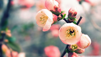 Mùa xuân đến, các loại hoa xuân rực rỡ, tươi sáng đang bung nở khắp nơi. Hình nền mùa xuân sẽ giúp bạn cảm nhận sức sống, niềm vui và hy vọng của mùa xuân kéo đến đầy nhiệt huyết và tươi mới trong cuộc sống.