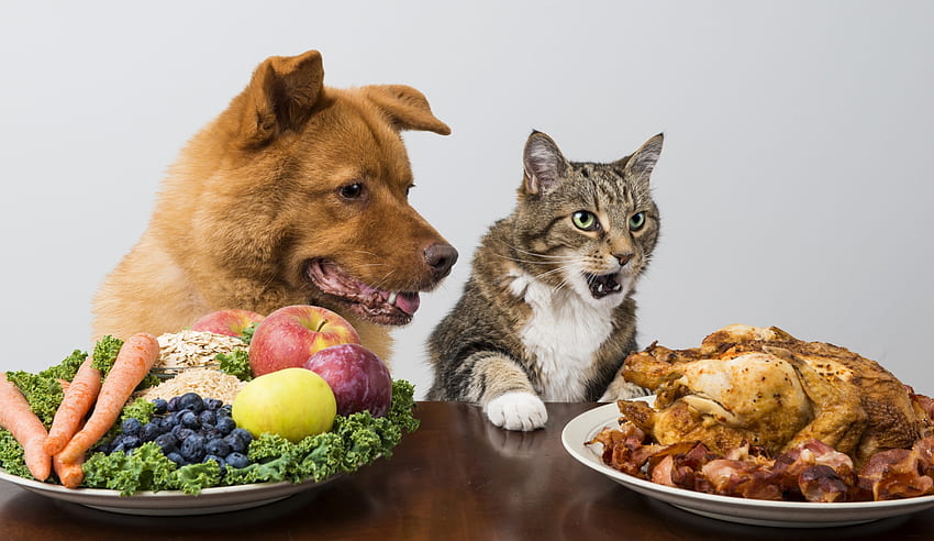 OMG Let's eat!, dog, animal, situation, cat, food, pisica, couple, funny,  caine HD wallpaper | Pxfuel