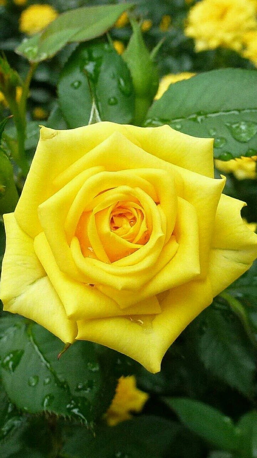 黄色いバラ、美しいバラ、花 HD電話の壁紙